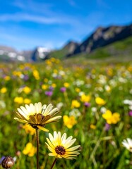 Colorful alpine wildflowers
