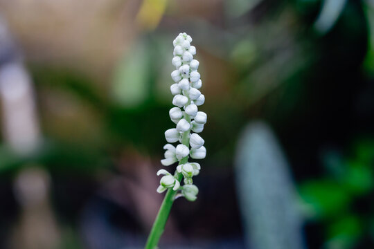 Selective Focus Macro of a White Lilyturf (Liriope Muscari) Flower