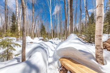 Snowy forest trail with wooden bench
