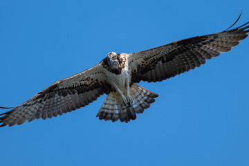 飛翔する精悍なミサゴ