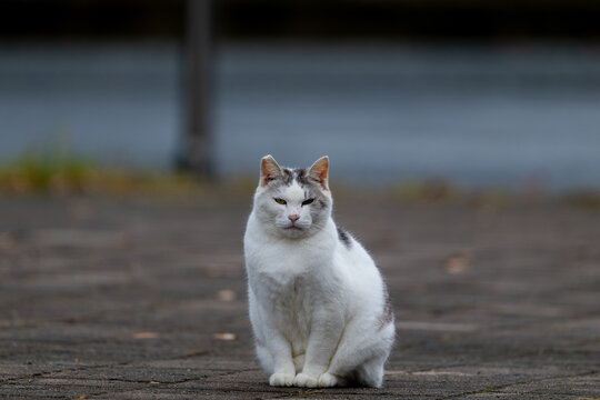 睨む猫