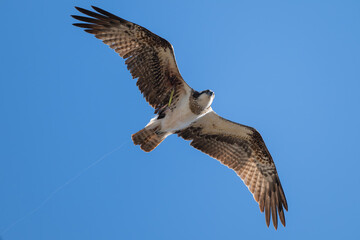 Obraz premium 羽にルアーが刺さったミサゴ