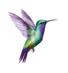 Obraz premium Purple and yellow hummingbird flying near tropical flowers is a beautiful wildlife illustration on transparent background.