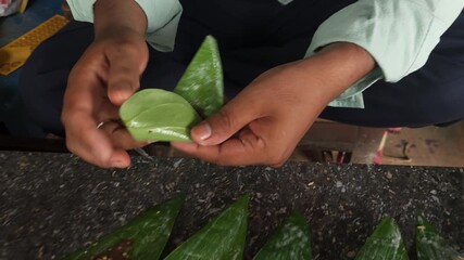 Preparation paan combining betel leaf with betel nut or areca nut. A traditional Indian delicacy, betel leaf with a variety of sweet and savory ingredients before folding it into a chewable bite. 