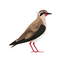 Obraz premium Australian Pratincole Cartoon Style Isolated on Transparent Background