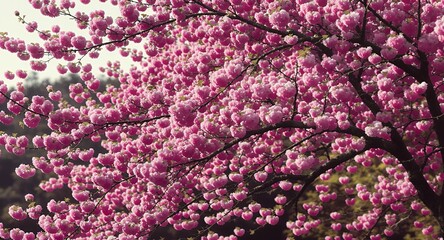 Obraz premium Stunning Pink Blossoms on a Tree Branch in Springtime