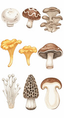 Watercolor mushroom illustrations featuring various edible varieties, perfect for culinary or botanical projects