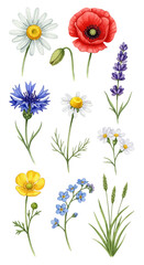Vibrant Watercolor Floral Collection Delicate Daisy, Poppy, Lavender, and Wildflower Illustrations