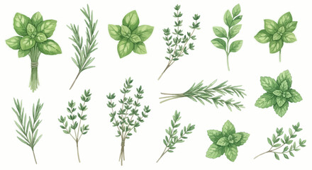 Watercolor herb illustration set with various leaves, perfect for culinary, botanical, and natural design