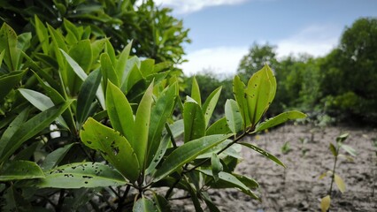 Obraz premium Lush Green Mangrove Leaves against a Brackish Mudflat Backdrop