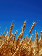Obraz premium Golden wheat field stalks sway gently under a clear bright blue sky evoking feelings of abundance and the beauty of agricultural landscapes.