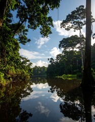 Tranquil rainforest river scene