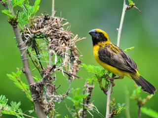 A male Asian Golden Weaver sits at a branch closed to its woven nest. Its vibrant yellow plumage with a black face mask stands out against the green background at Nakhon Pathom Thailand