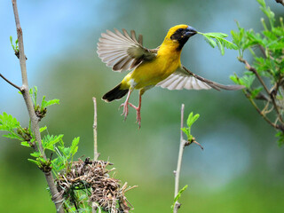A male Asian Golden Weaver flying with a green leaves in it beak at Nakhon Pathom Thailand