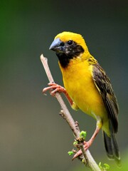 A male Asian Golden Weaver in breeding plumage perched on a small twig at Nakhon Pathom Thailand