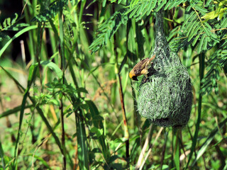  A Baya Weaver clings to its green woven nest which made from strips of leaves and grass at Ayutthaya Thailand
