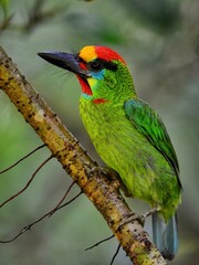 A Red-throated Barbet shows detailed facial features, including the red crown and throat, black bill, and iridescent green at Hala Bala Forest Thailand
