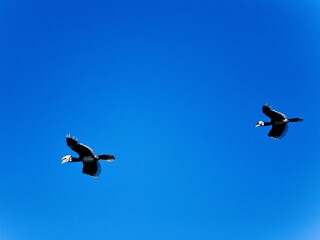 A pair of Oriental Pied Hornbills soaring across Kaeng Krachan blue sky in Thailand