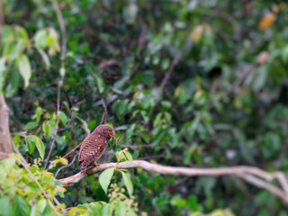 Asian Barred Owlet perch on a branch with stick insect in its beak at Kaeng Krachan National Park Thailand
