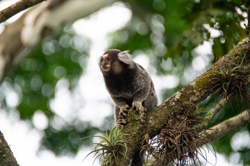 A white-tufted marmoset (Callithrix jacchus) climbing a tree in the Morro da Urca forest, Rio de...