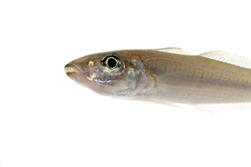 シロギス　釣りの魚　アップ　白バック