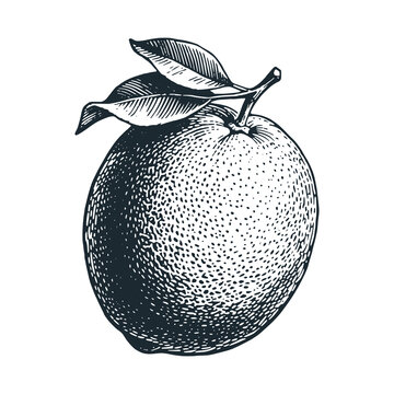Jaffa oranges &ndash; Black and White Icon Vector and Illustration	