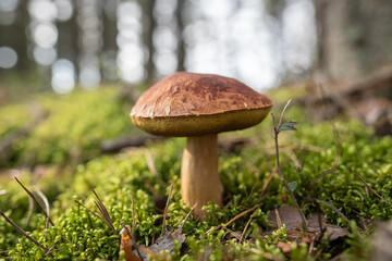 Mushroom Boletus edulis grows in bright green forest moss illuminated by soft sunlight. Closeup of edible fungi porcini in woodland, bottom view. Penny bun fungus. 