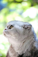 Close up portrait of a cute fluffy cat with green eyes