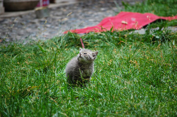 Cute grey cat sitting in green grass field
