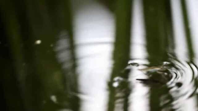 Water strider on pond surface macro shot