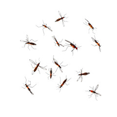 Multiple Orange And Black Crane Flies Scattered Across A Plain Transparent Background