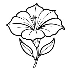 oenothera-macrocarpa-nutt flower line art vector on white