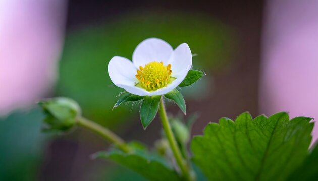Close-up of a white strawberry flower - Powered by Adobe