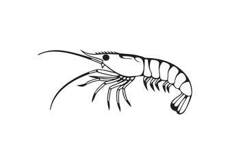 Shrimp silhouette black vector artwork illustration isolated on white background.