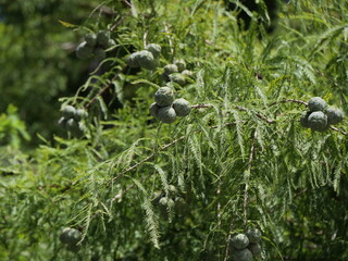 実をつけたラクウショウ（ヌマスギ）