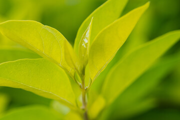 Green leaves in sunlight