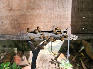 A group of honey bees entering a wooden beehive box through a narrow gap, captured under natural sunlight in a rural backyard setting.