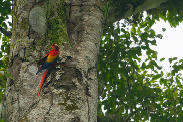 Scarlet macaw resting on tree