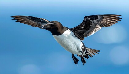 Bird in flight against a clear sky (2)