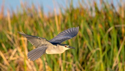 Bird in flight over reeds