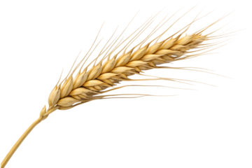 Ear of wheat spikelet isolated on white or transparent background