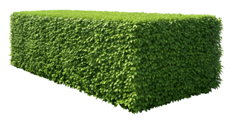 Green hedge isolated on white or transparent background
