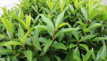 Lush green foliage, vibrant leaves densely packed
