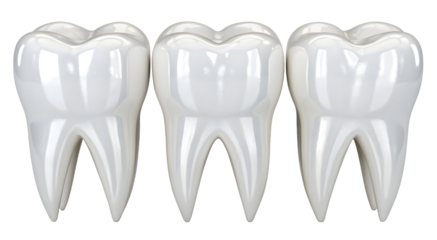 Collection set of three white teeth for dental anatomy or oral care concept isolated on white or transparent background