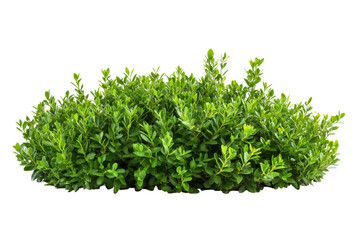 Fototapeta premium Green leafy bush isolated on transparent background. Green garden bushes isolated on white background.