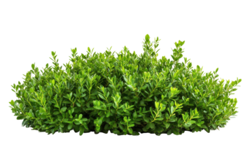 Green leafy bush isolated on transparent background. Green garden bushes isolated on white background.