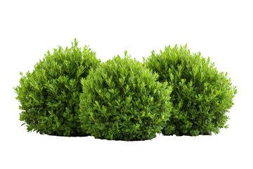 Fototapeta premium Perfectly round green bushes isolated on transparent background. Green garden bushes isolated on white background.