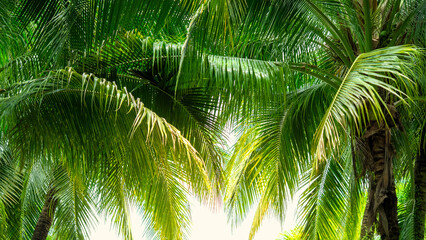 Vibrant palm trees display rich green leaves under bright sunlight along a tranquil beach setting. The scene captures the essence of a tropical paradise, inviting relaxation