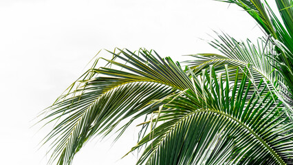Vibrant palm leaves reach upwards, showcasing their rich green color against a cloudless sky. The...