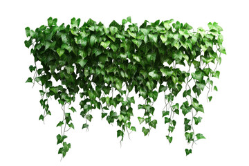 Green ivy plant with cascading leaves isolated on transparent background. Green plant wall panno isolated on white background.